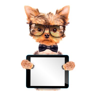 tablet pc ile bir boyun yay giyen köpek