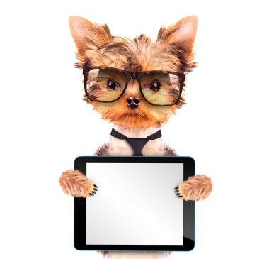 tablet pc ile tonları giyen köpek