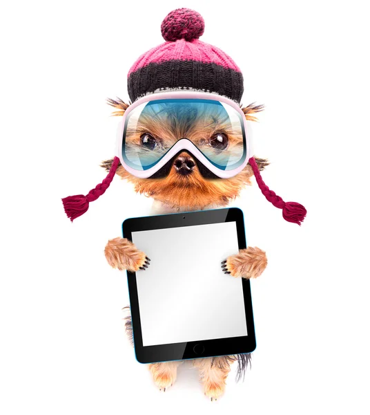 Hund als Skifahrer mit Tablet-PC verkleidet — Stockfoto