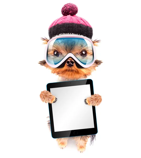 Dog  dressed as skier with tablet pc — Stock Photo, Image