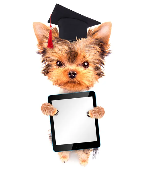 Graduated dog with tablet pc — Stock Photo, Image