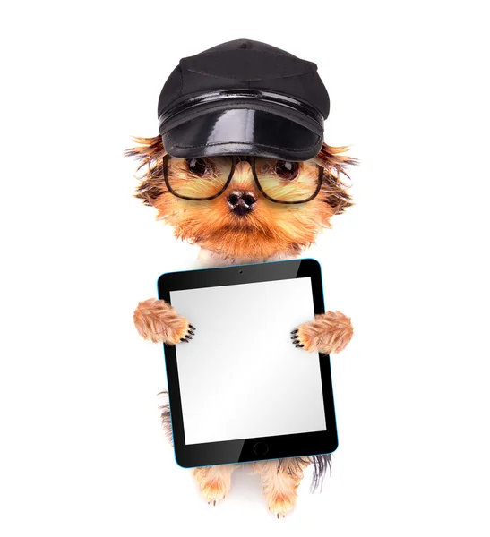 A dog wearing a cap with tablet pc — Stock Photo, Image