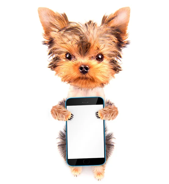 Söt hund med telefon — Stockfoto