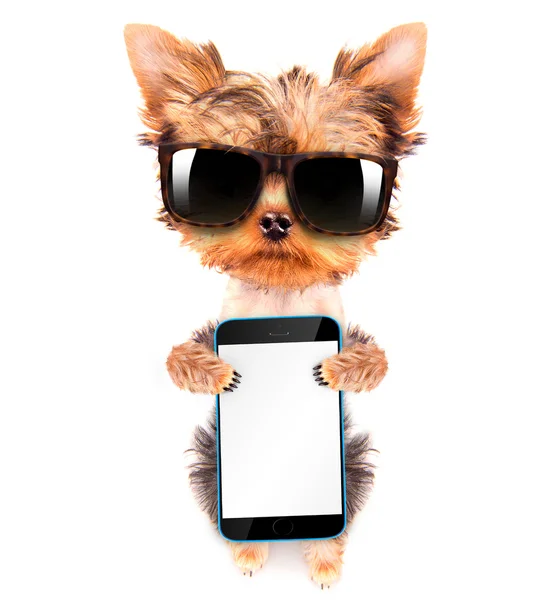 Dog wearing a shades with phone — Stock Photo, Image