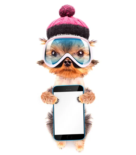 Telefon ile kayakçı köpek kostümü — Stok fotoğraf