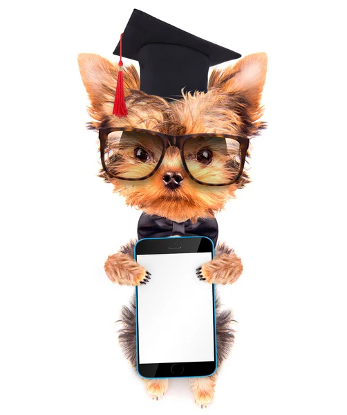 Graduated dog with phone — Stock Photo, Image