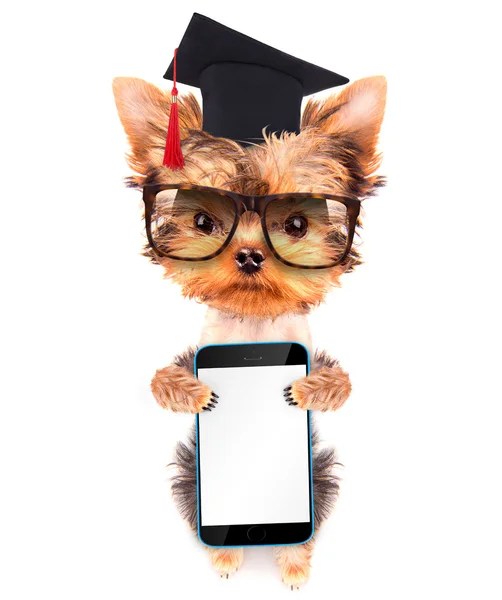 Graduated dog with phone — Stock Photo, Image