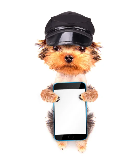 A dog wearing a cap with phone — Stock Photo, Image