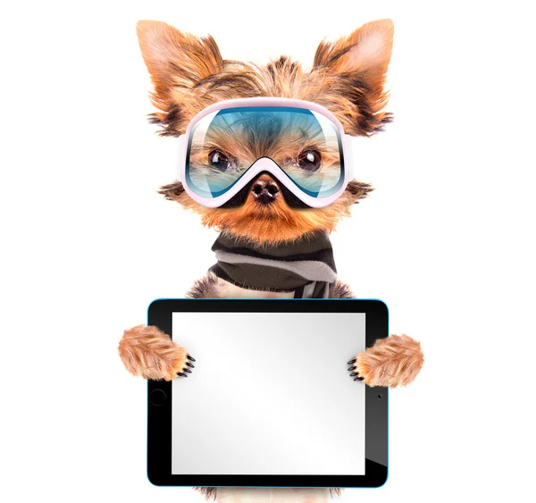 Dog  dressed as skier with tablet pc — Stock Photo, Image