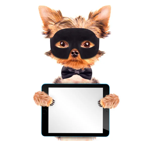 Super held puppy hondje met tablet pc — Stockfoto