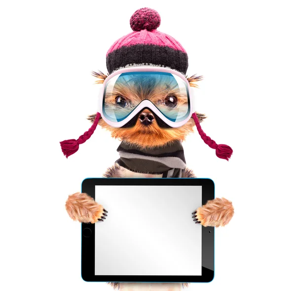 Dog  dressed as skier with tablet pc — Stock Photo, Image