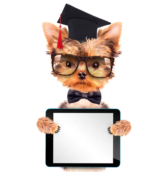 Graduated dog with tablet pc — Stock Photo, Image