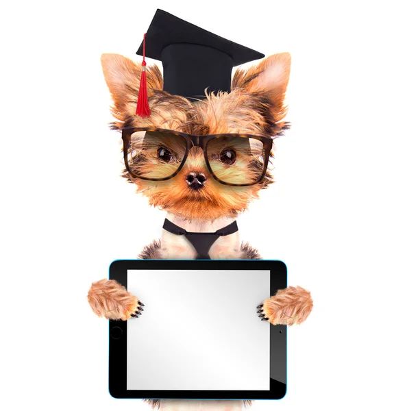 Cão graduado com tablet pc — Fotografia de Stock