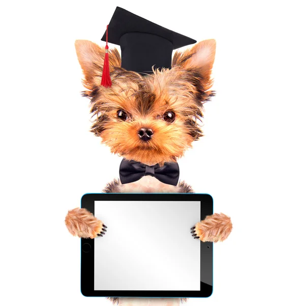 Graduated dog with tablet pc — Stock Photo, Image