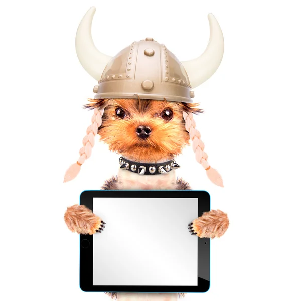 Hund utklädd som en viking med TabletPC — Stockfoto