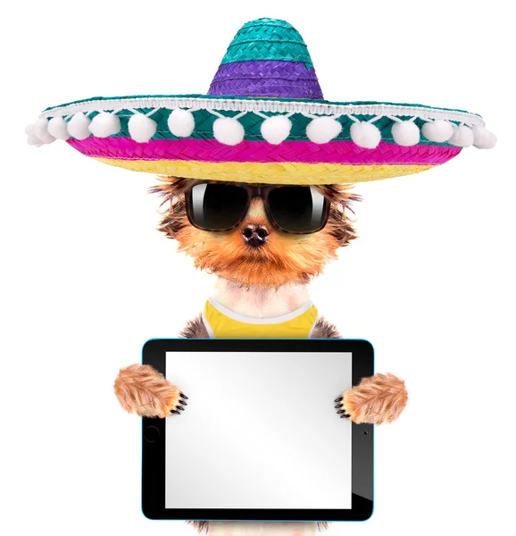 Dog wearing a mexican hat with tablet pc — Stock Photo, Image