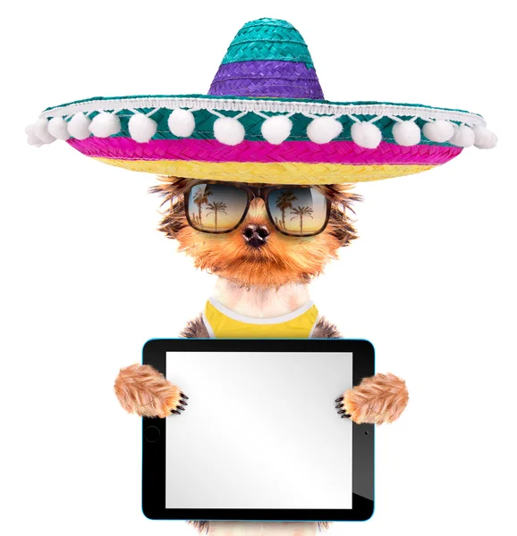 Cão vestindo um chapéu mexicano com tablet pc — Fotografia de Stock