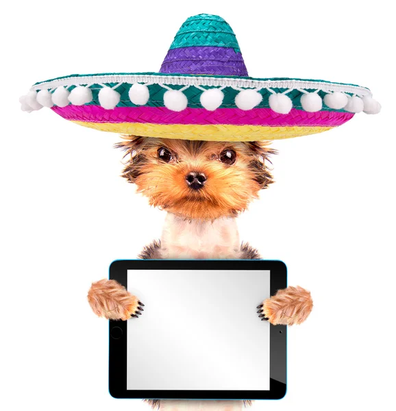 Perro vistiendo un sombrero mexicano con tableta pc — Foto de Stock