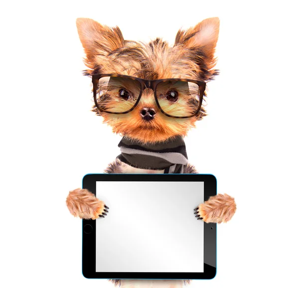 Câine purtând nuanțe cu tabletă PC — Fotografie, imagine de stoc
