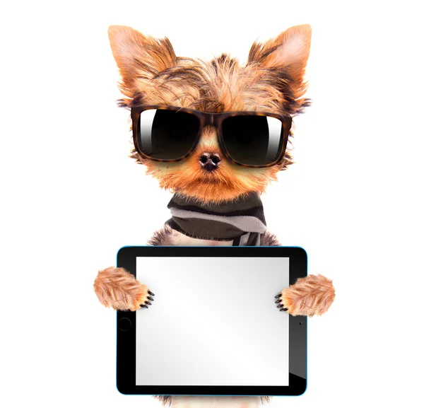 Hund bär en nyanser med TabletPC — Stockfoto