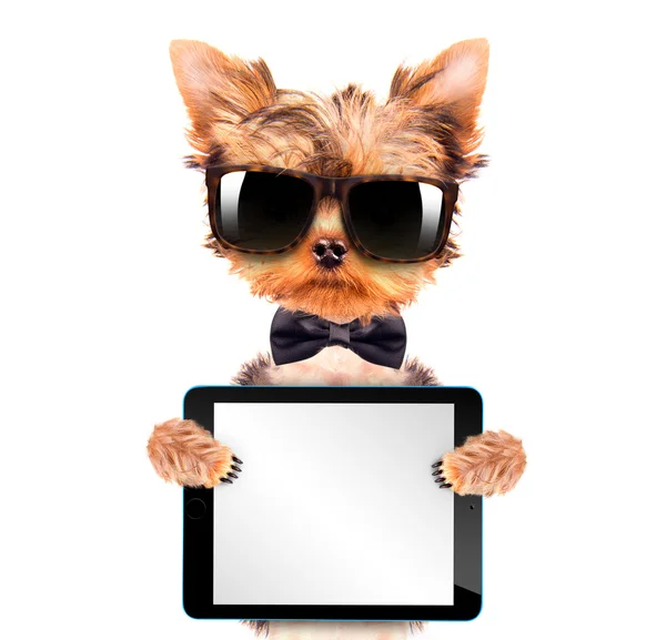 Собака с луком на шее и планшетным ПК — стоковое фото