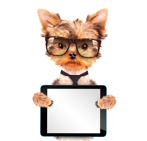 Hond het dragen van een tinten met tablet pc — Stockfoto