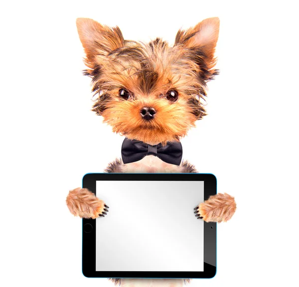 Cão vestindo um arco pescoço com tablet pc — Fotografia de Stock