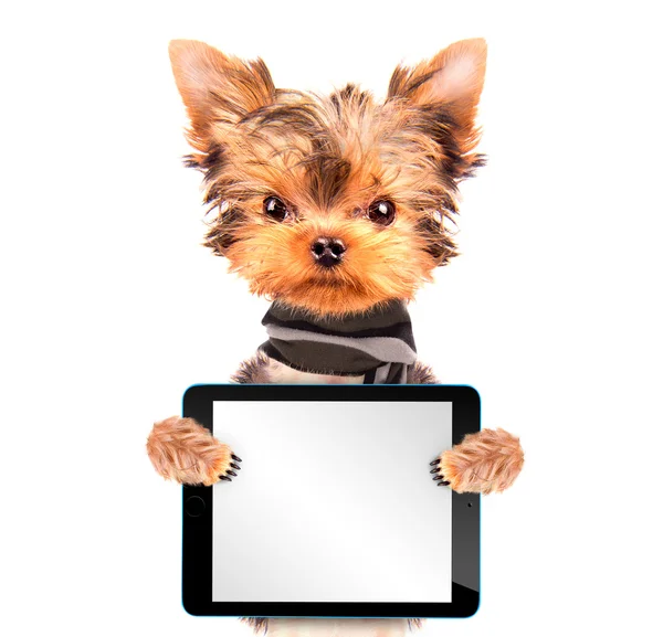 Tablet pc ile şal köpek yavrusu — Stok fotoğraf