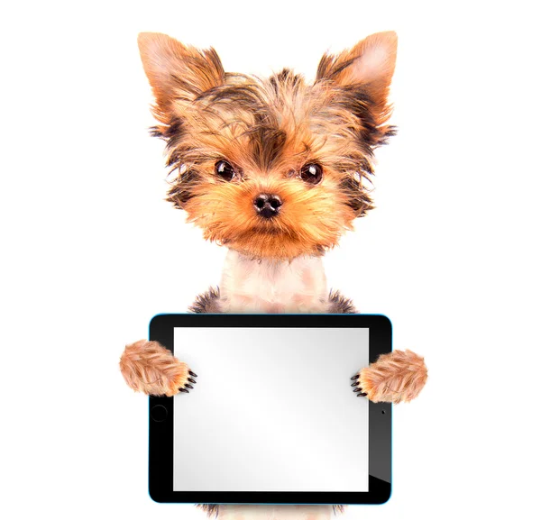 Cão segurando um tablet em branco pc — Fotografia de Stock