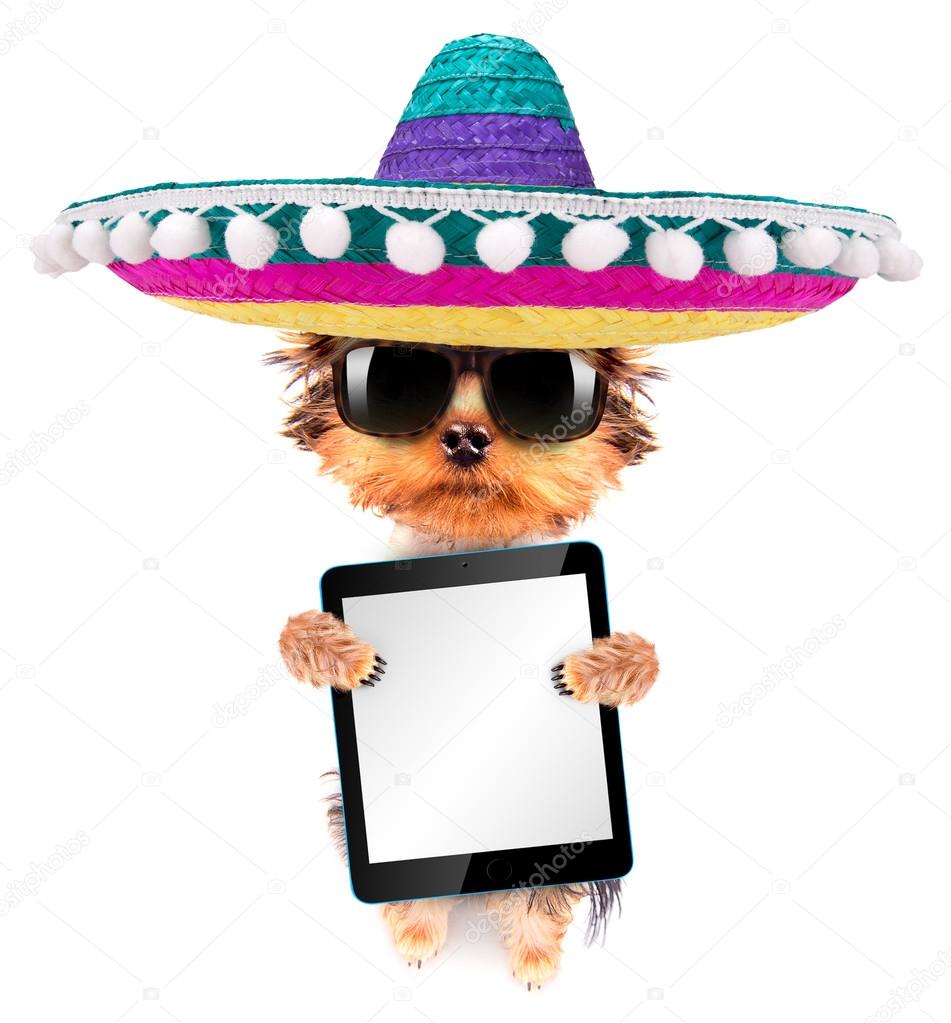 dog wearing a mexican hat with tablet pc