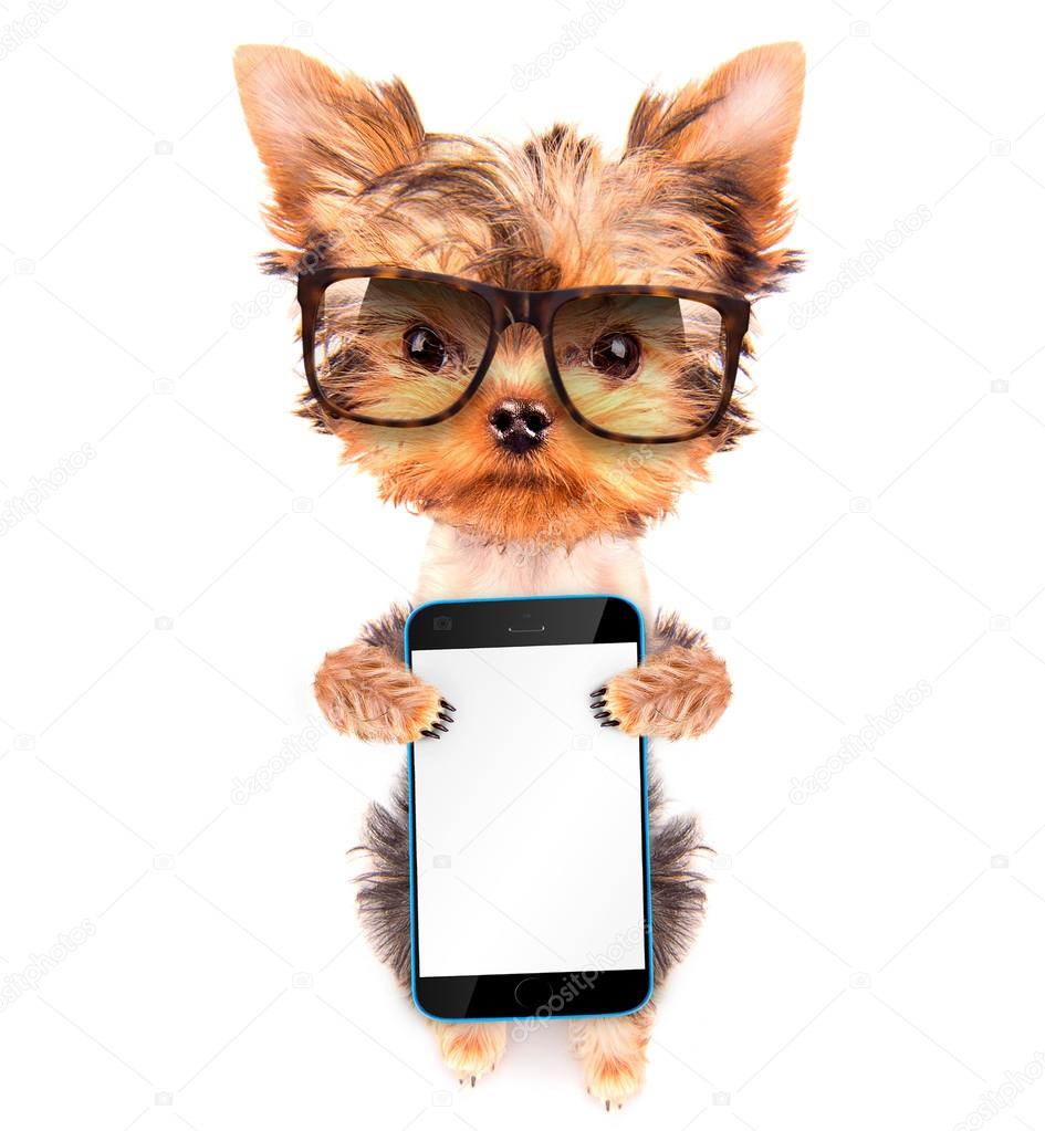 dog wearing a shades with phone