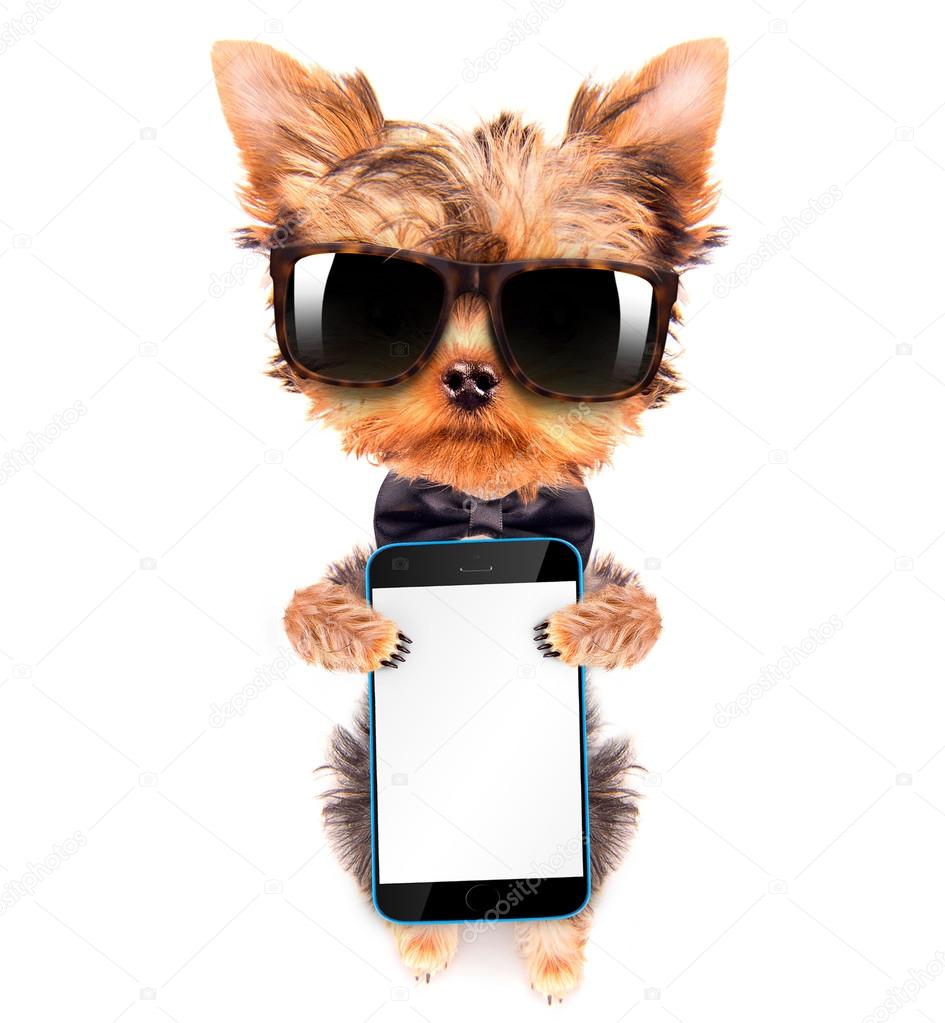 dog wearing a neck bow and shades with phone