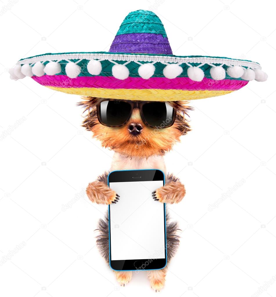 dog wearing a mexican hat with phone