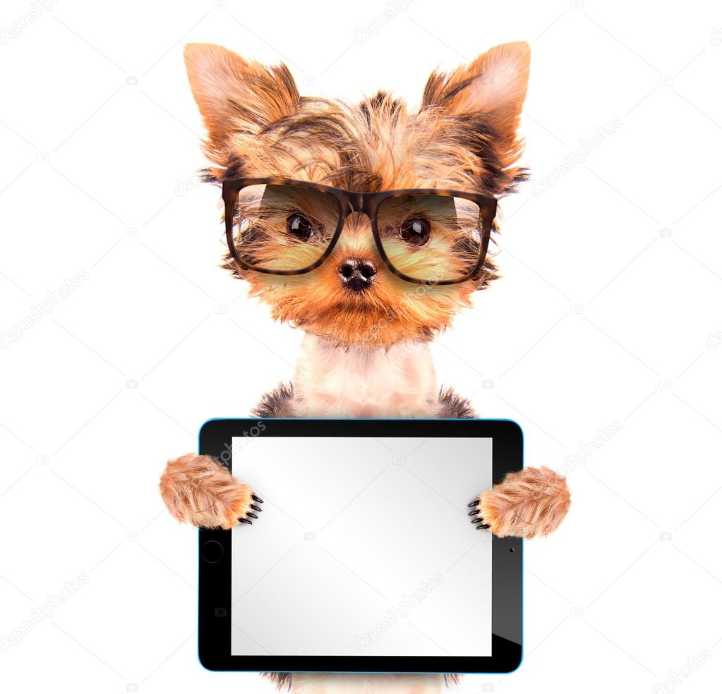 dog wearing a shades with tablet pc