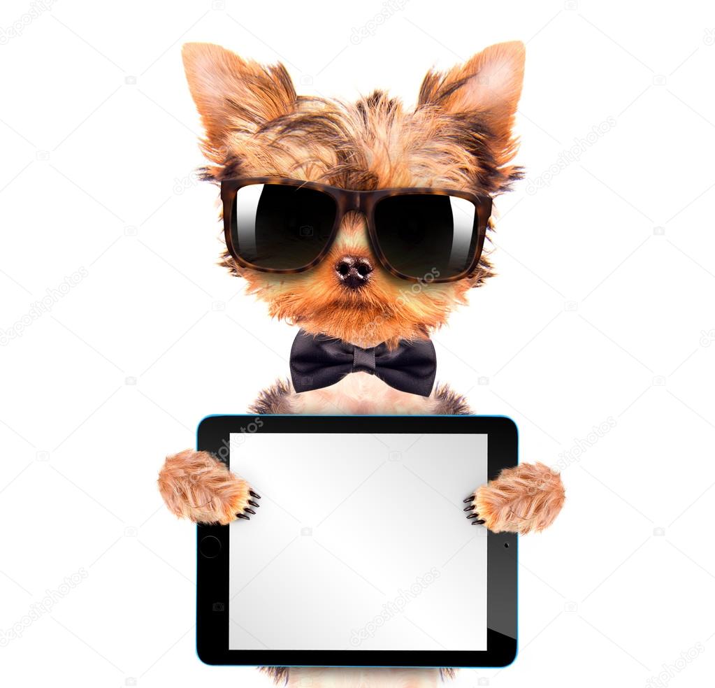 dog wearing a neck bow with tablet pc