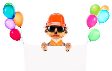 köpek ile banner builder gibi giyinmiş.