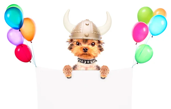 Cão vestido como um viking com banner — Fotografia de Stock