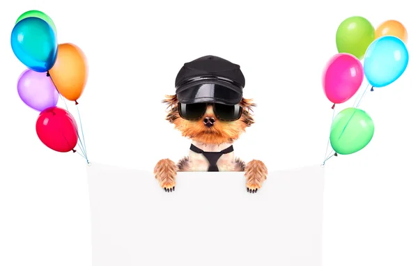 A dog wearing a cap and glasses with banner — Stock Photo, Image