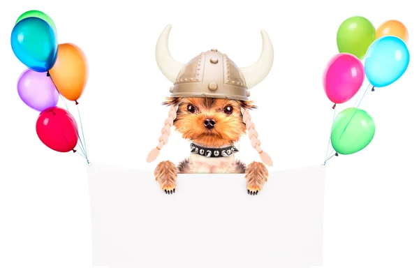 Hund verkleidet als Wikinger mit Banner — Stockfoto