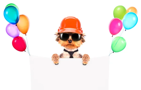 Hund klädd som builder med banner — Stockfoto