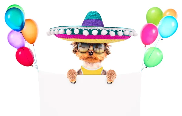 Cão vestindo um chapéu mexicano com banner — Fotografia de Stock