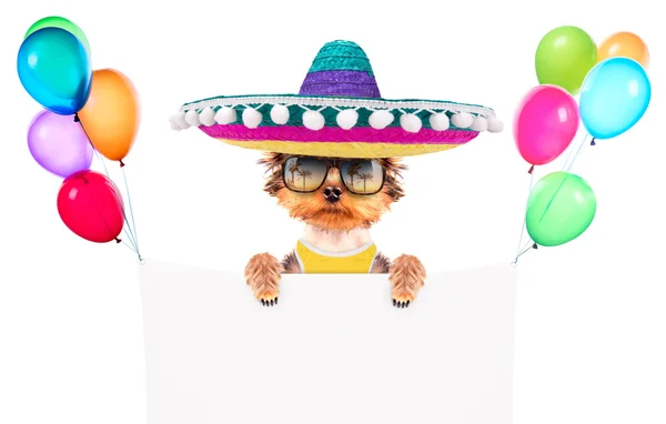 Dog wearing a mexican hat with banner — Stock Photo, Image