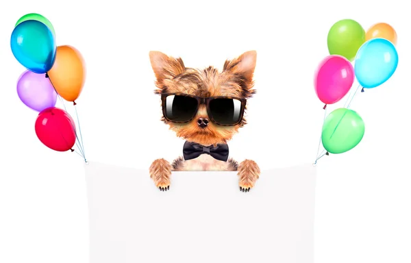 Dog wearing a neck bow and shades with banner — Stock Photo, Image