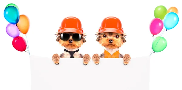 Hund klädd som builder med banner — Stockfoto