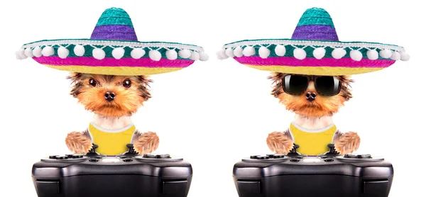 Cão vestindo um chapéu mexicano jogar no jogo pad — Fotografia de Stock
