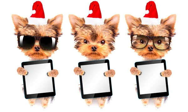 Christmas dog as santa with tablet pc — Stock Photo, Image