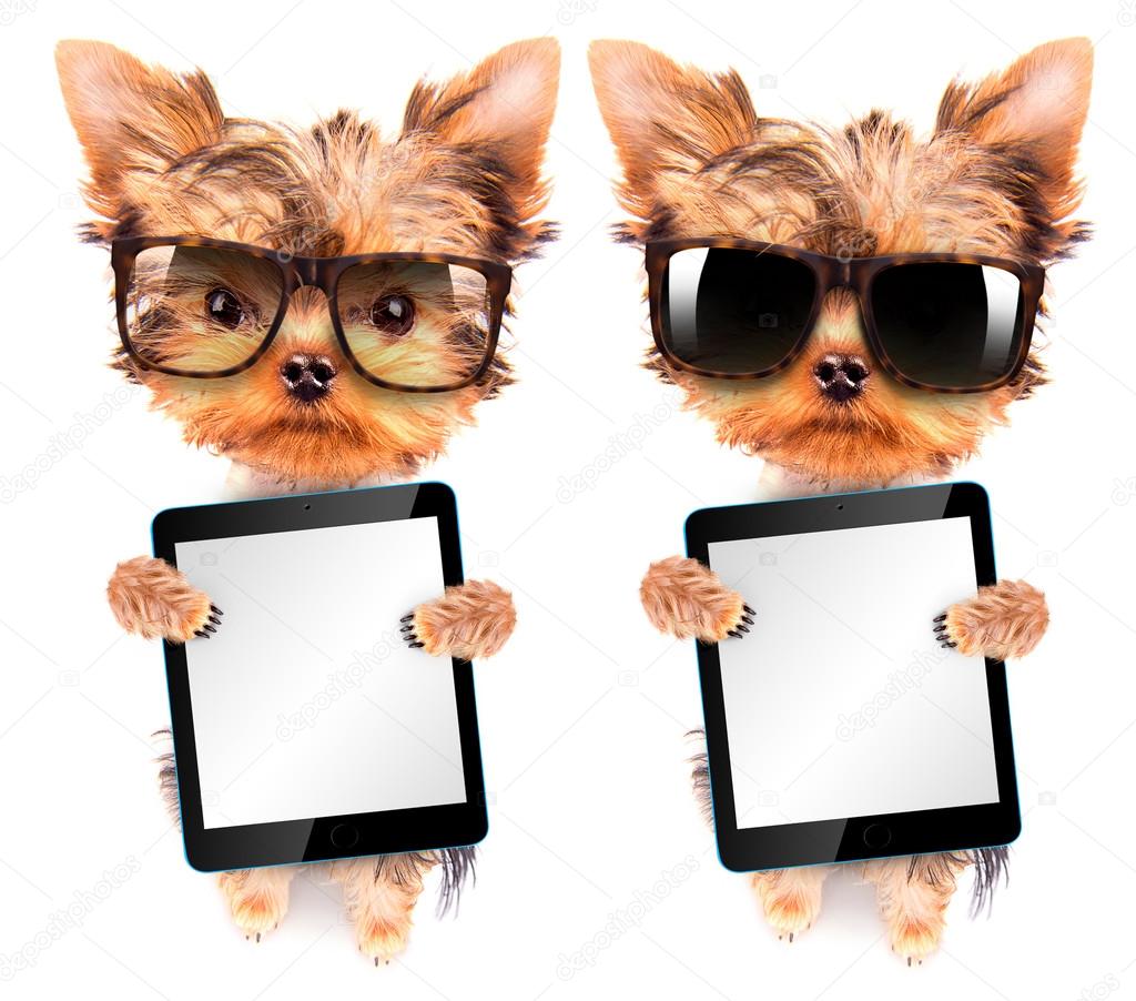 dog wearing a shades and holding tablet pc