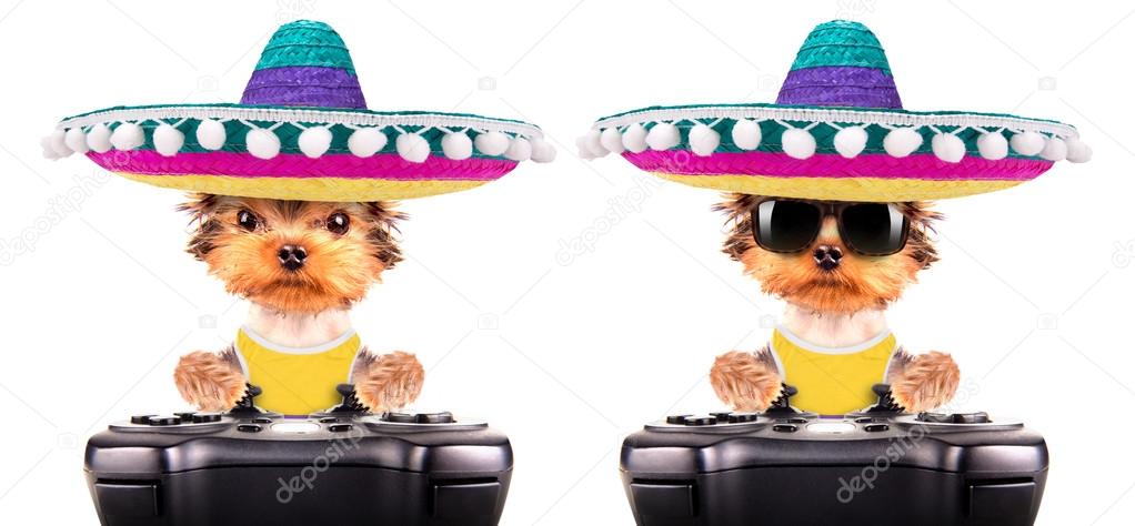 dog wearing a mexican hat play on game pad