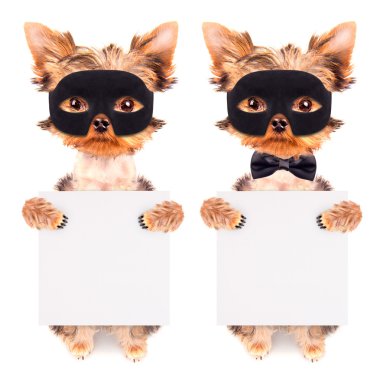 süper kahraman köpek yavrusu