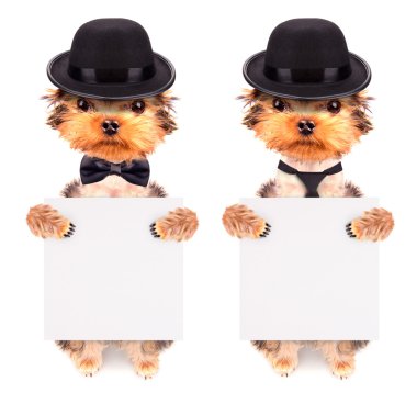 mafia gangster afiş ile köpek kostümü